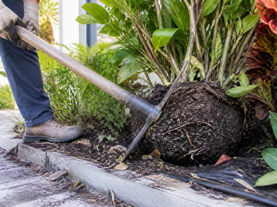 Bush removal
