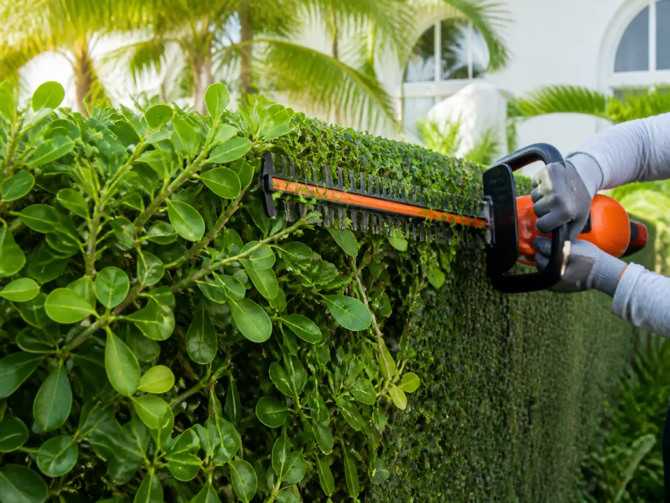 Hedge trimming