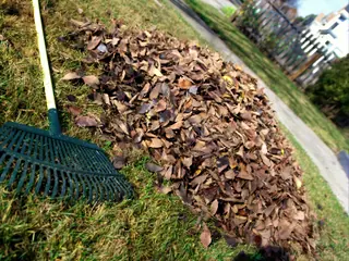Leaf removal