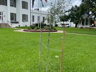 Tree planting