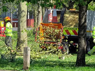 Tree pruning